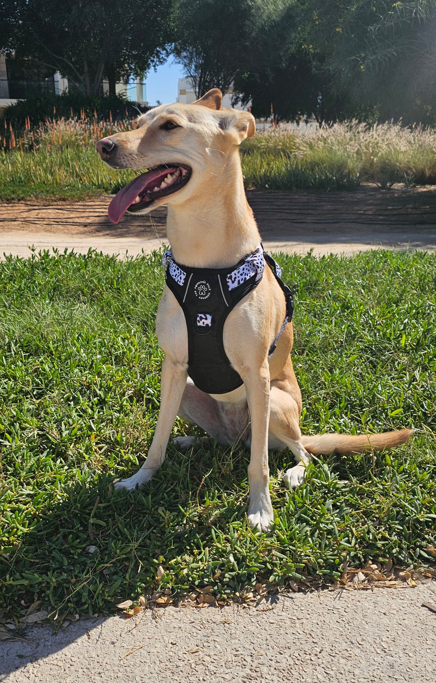 The Original Dalmatian Collection | 3-Click Tough Trail Harness