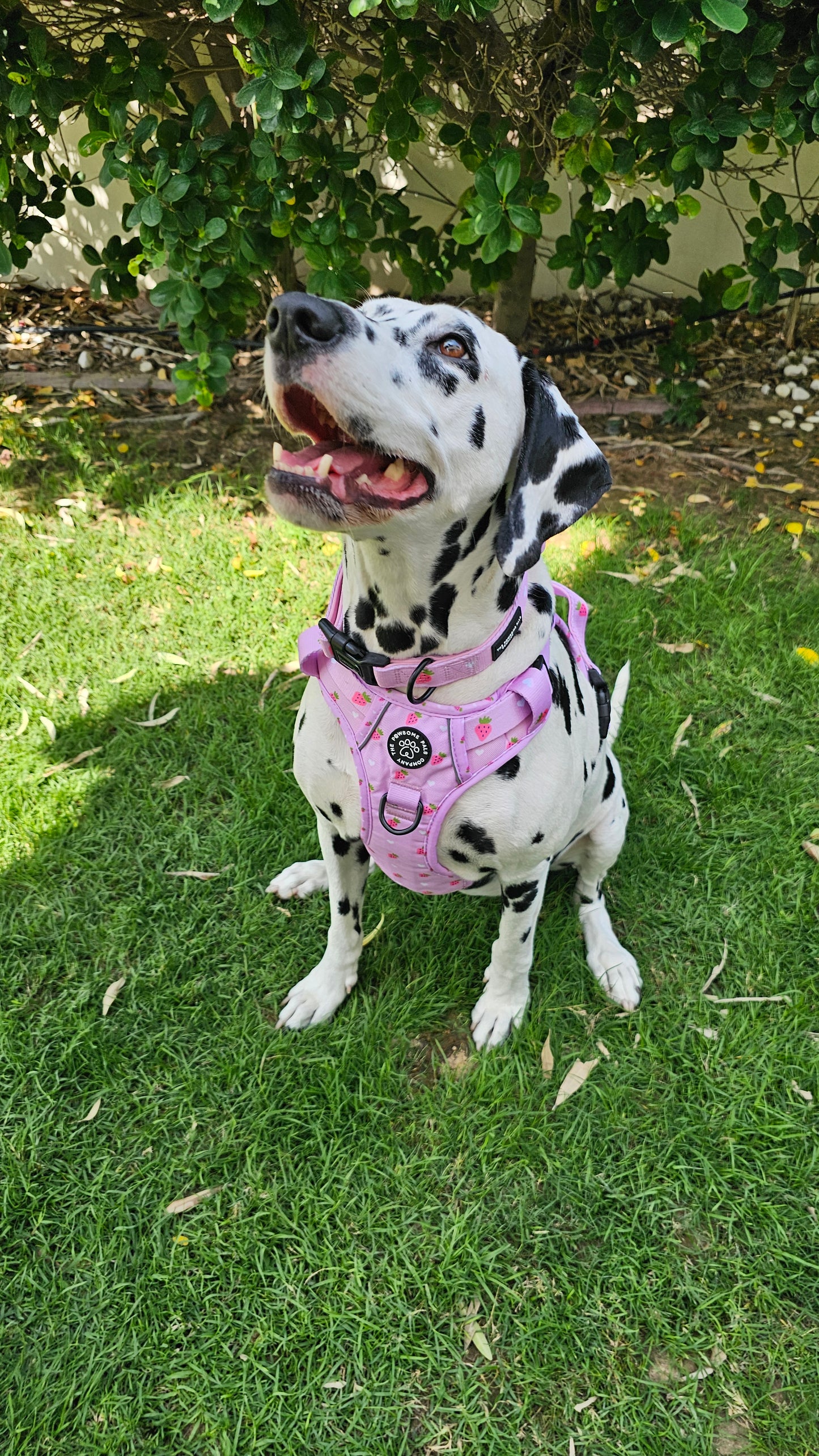 Strawberry Blush Collection | 3-Click Tough Trail Harness