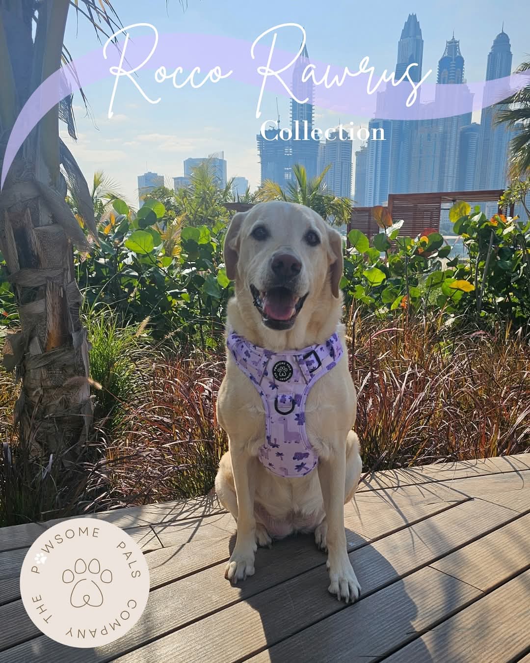 Rocco-RAWRUS Range | 3-Click Tough Trail Harness | Plush purple