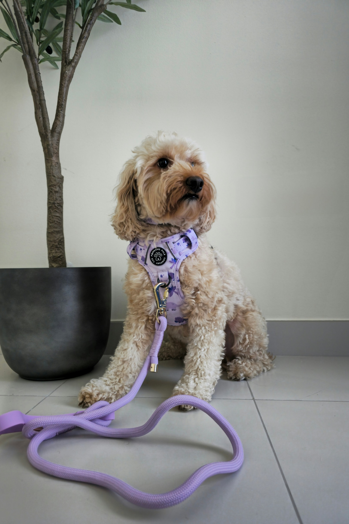 Rocco-RAWRUS Range | 3-Click Tough Trail Harness | Plush purple