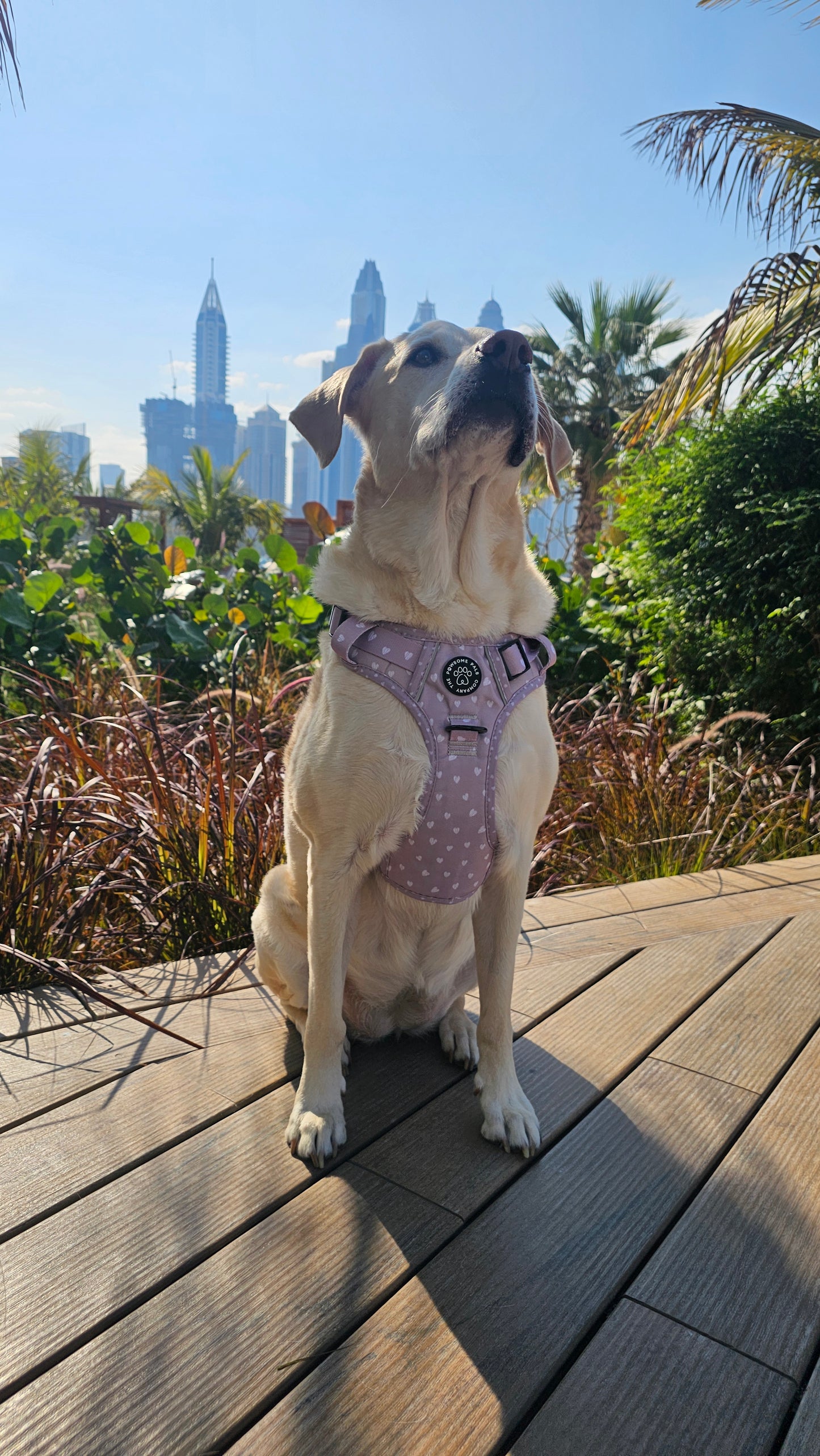 Luxurious Latte Heart Collection | 3-Click Tough Trail Harness