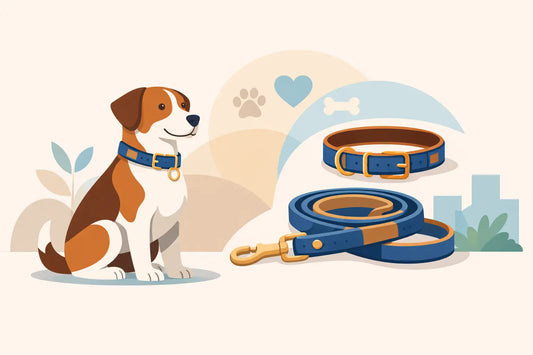 How to Choose a Matching Dog Collar and Lead Set