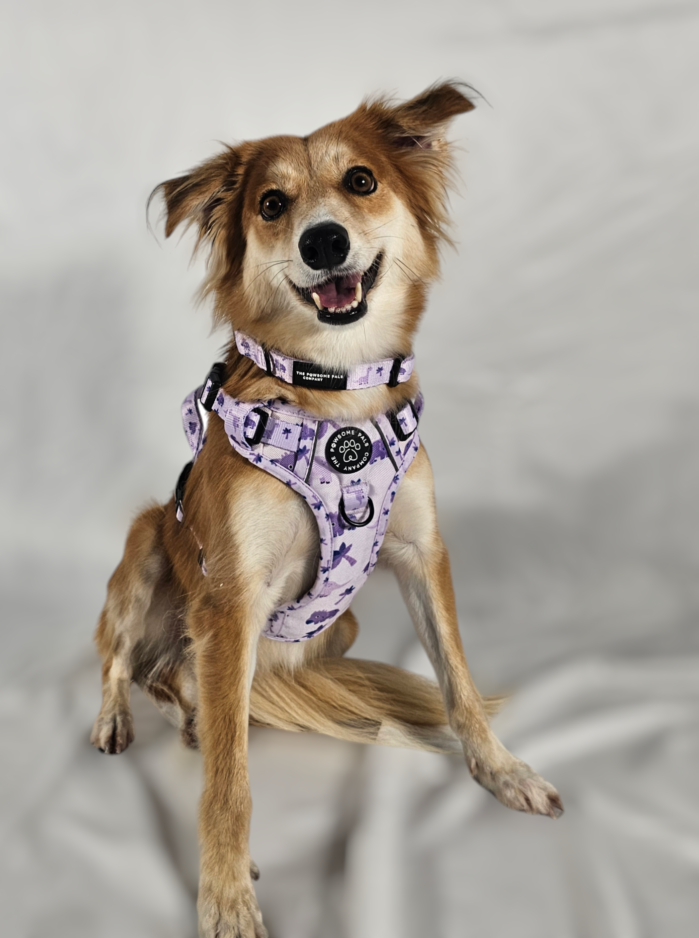 Rocco-RAWRUS Range | 3-Click Tough Trail Harness | Plush purple