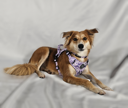 Rocco-RAWRUS Range | 3-Click Tough Trail Harness | Plush purple