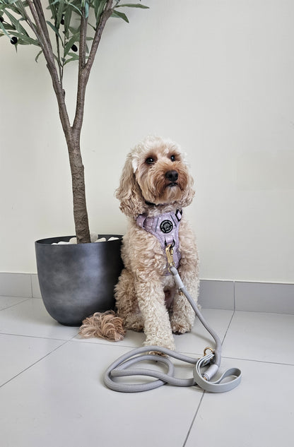 Luxurious Latte Heart Collection | 3-Click Tough Trail Harness