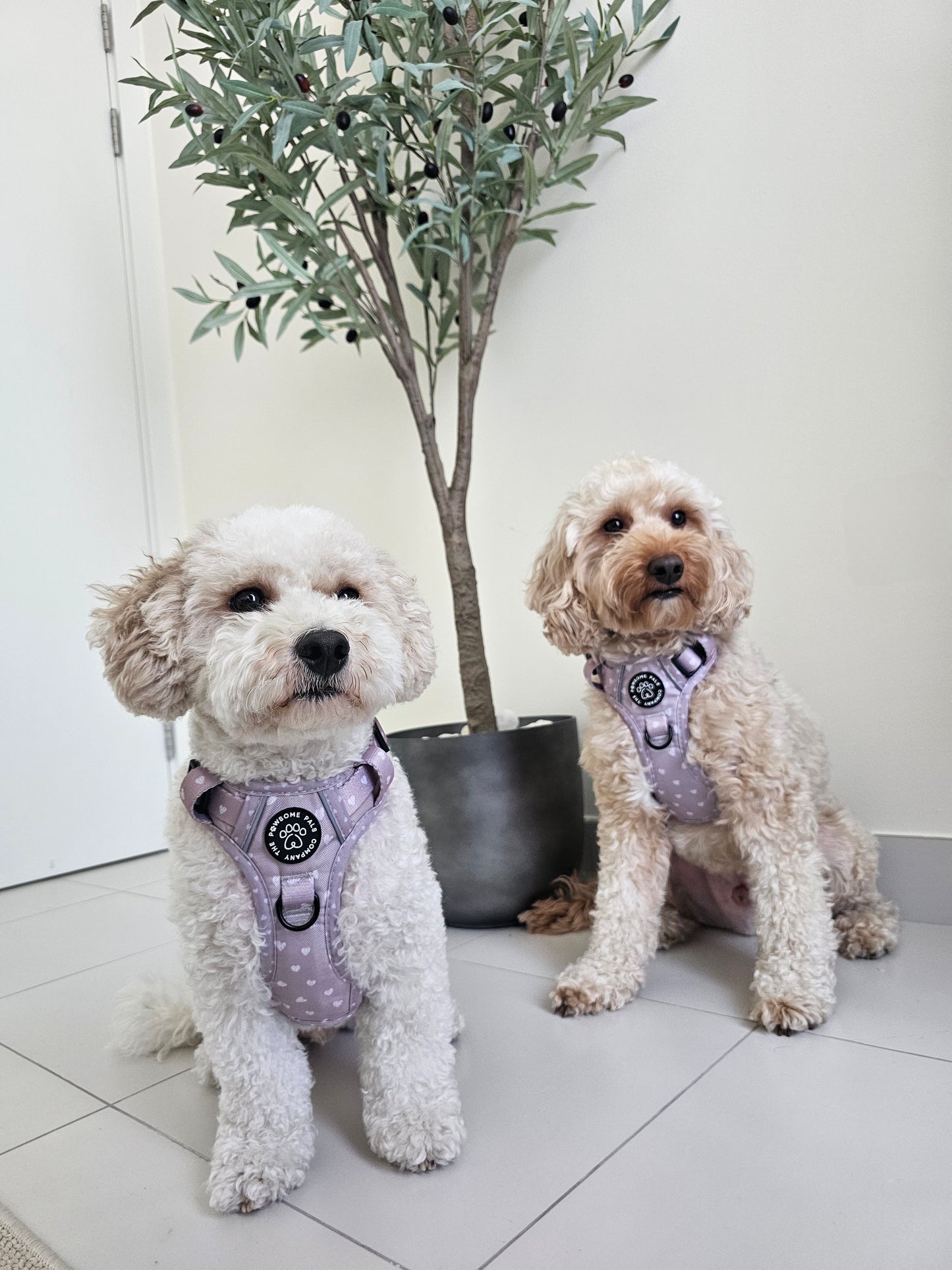 Luxurious Latte Heart Collection | 3-Click Tough Trail Harness