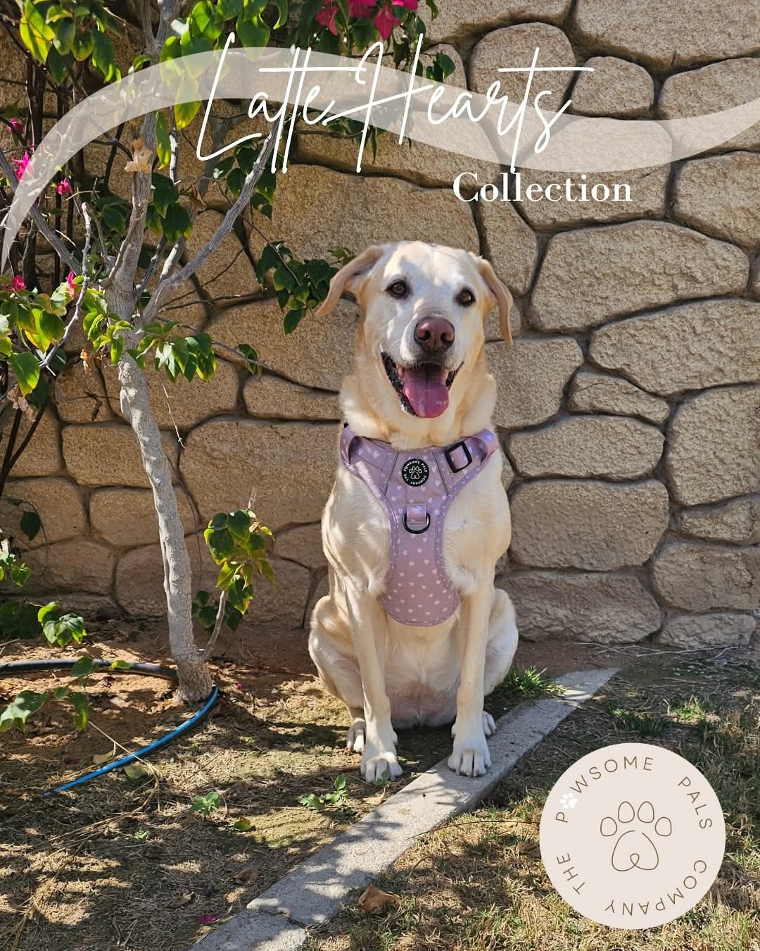 Luxurious Latte Heart Collection | 3-Click Tough Trail Harness