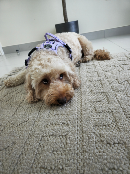 Rocco-RAWRUS Range | 3-Click Tough Trail Harness | Plush purple