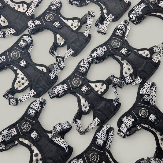 The Original Dalmatian Collection | 3-Click Tough Trail Harness