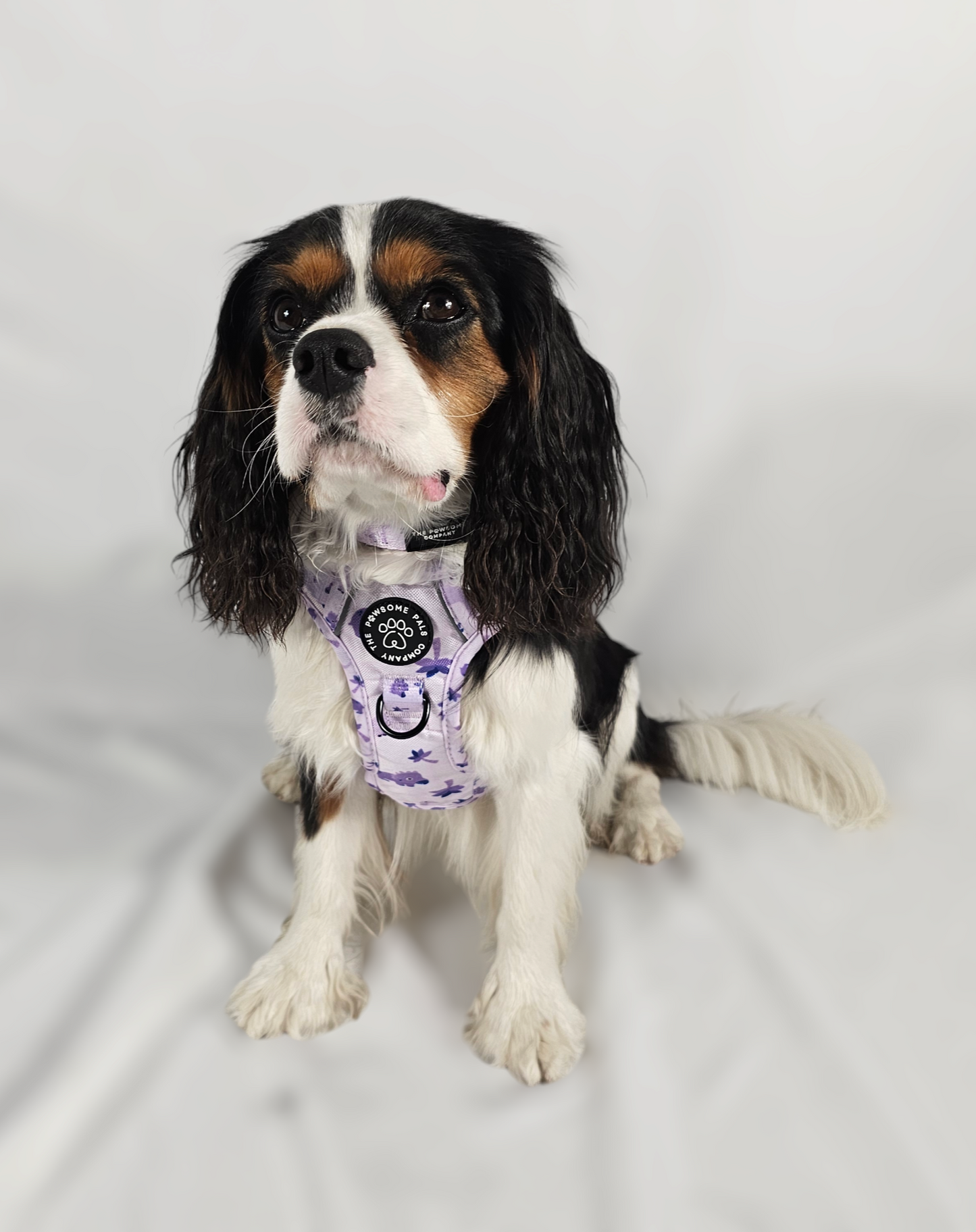 Rocco-RAWRUS Range | 3-Click Tough Trail Harness | Plush purple